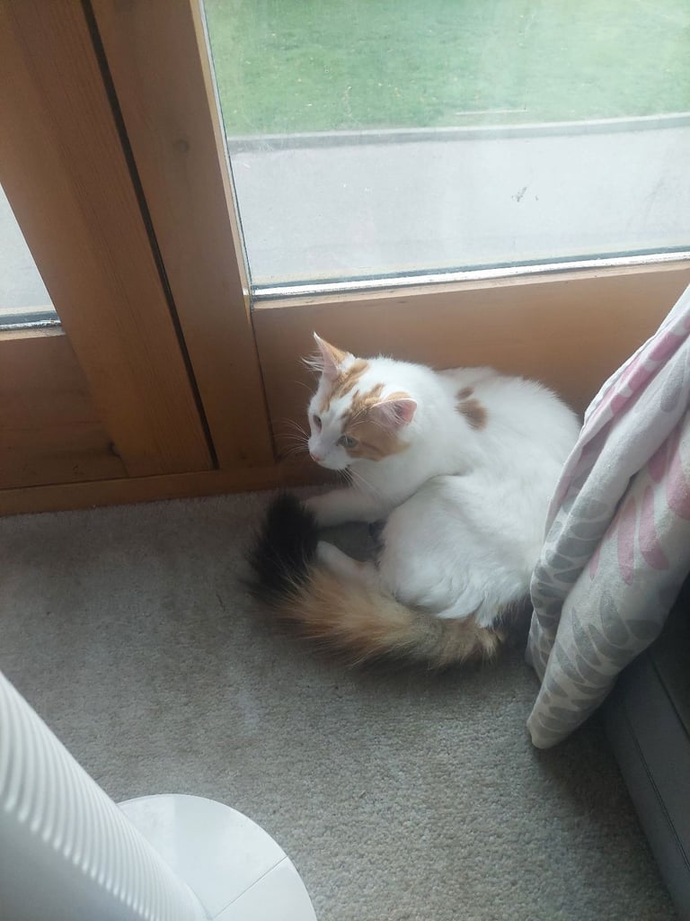 image for Kittens 5 months old 