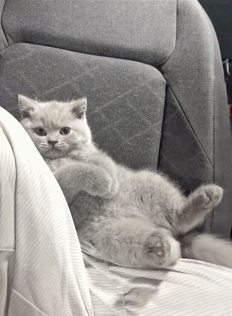 British short hair kittens grey