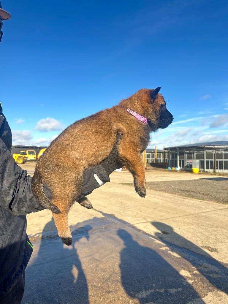 🐾🐾Belgium Malinios pups🐾🐾