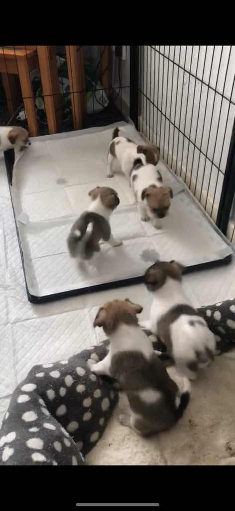 Shih tzu x chihuahua puppies 