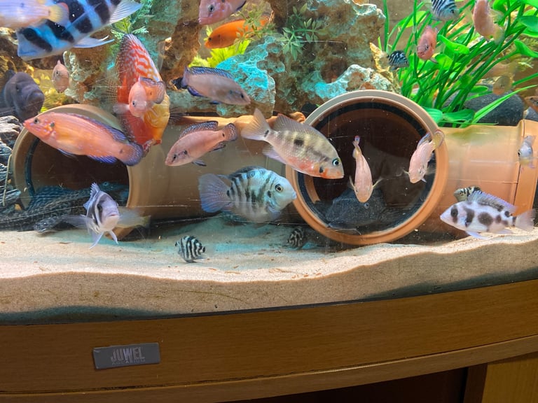 Tanks and fish for sale.