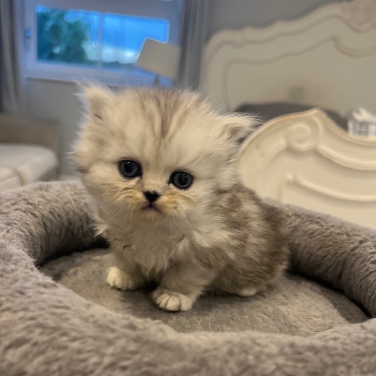 Gorgeous litter of 6 PKD Negative Persian kittens