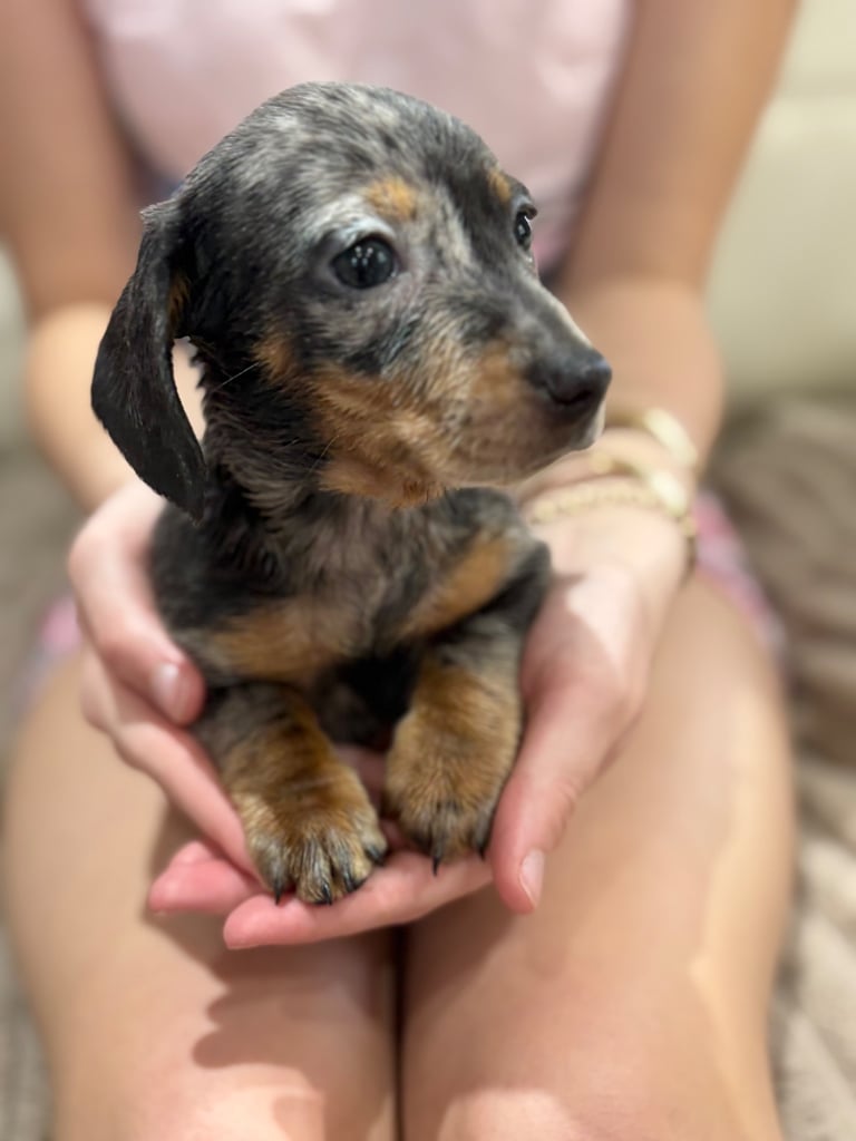 Dachshund puppies 