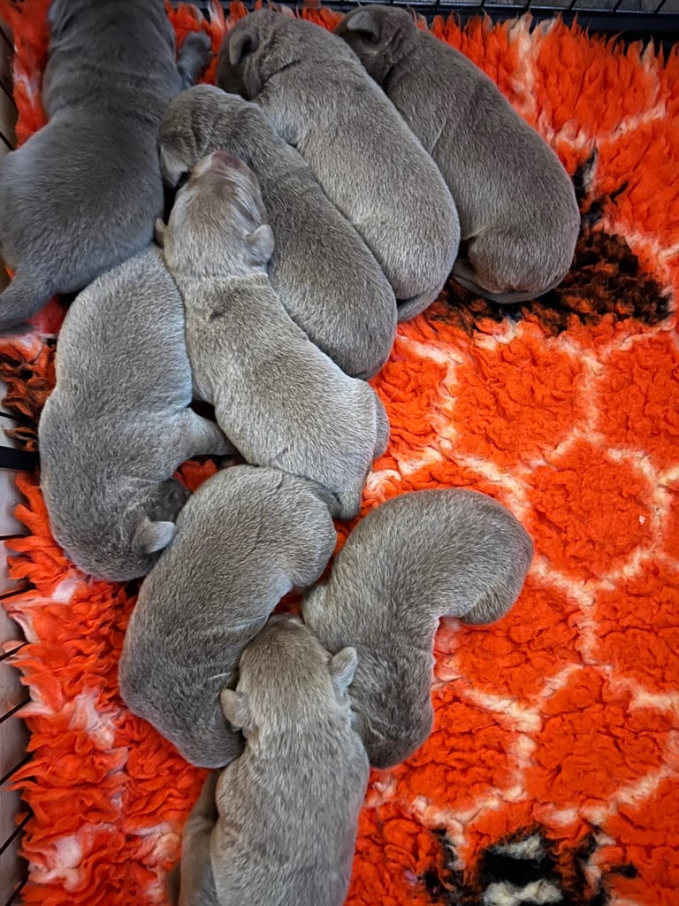 Kc dna clear silver Labrador pups 