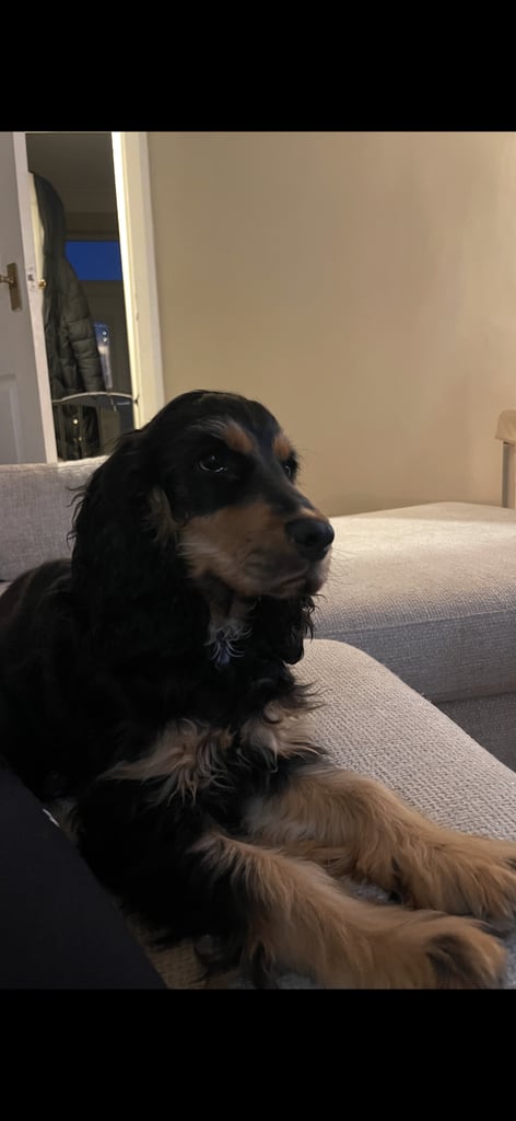 Showcocker Puppy 6 months