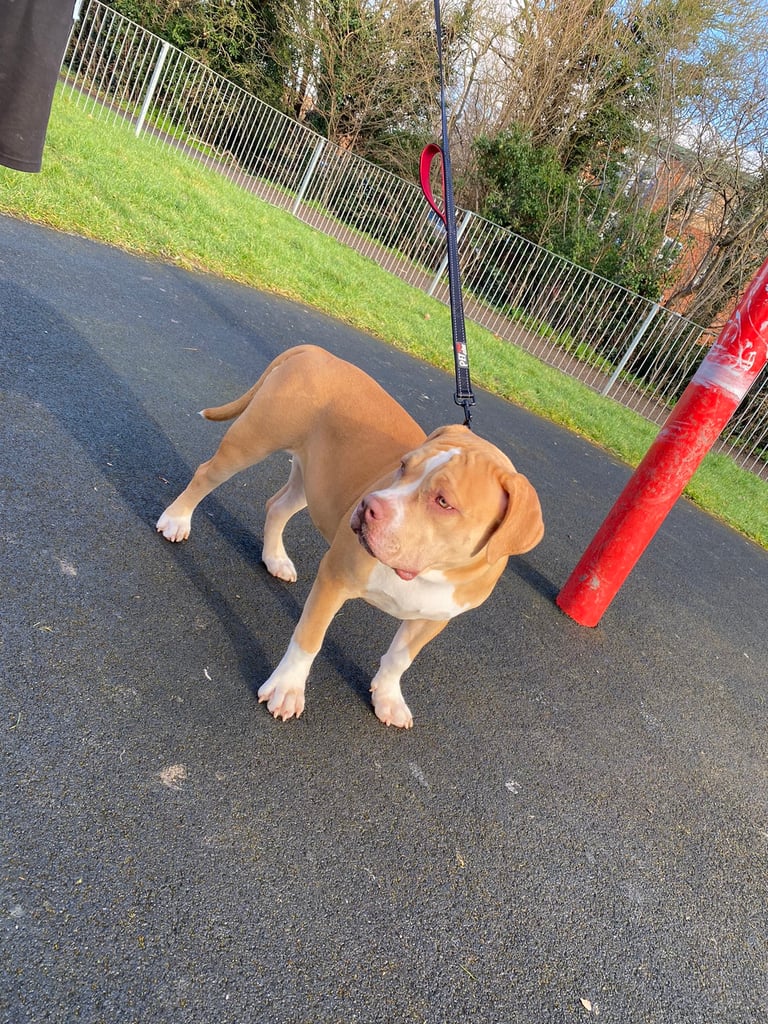 Reduced xl American bully girl ABKC registered rehome fully trained 