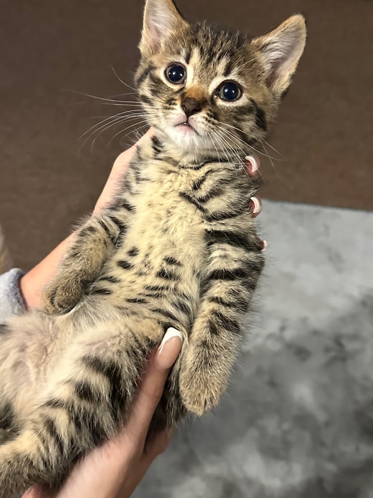 Kittens 