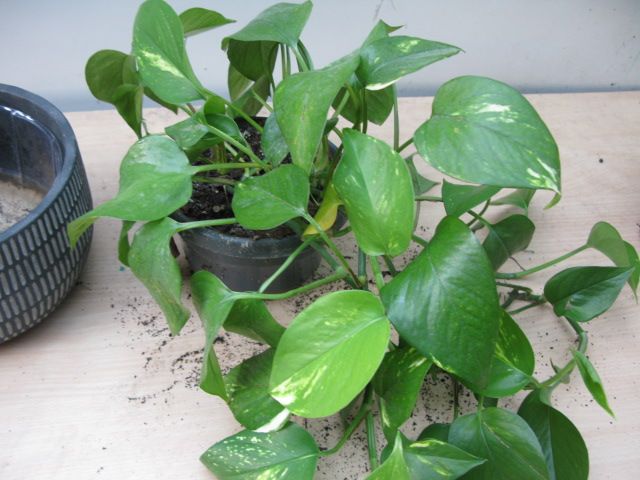 Pothos ( Epipremnum Aureum ) plant for sale