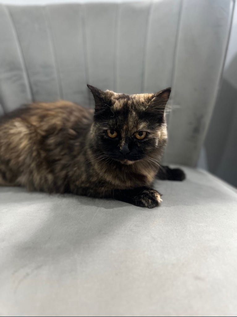 British Longhair & British Shorthair cats