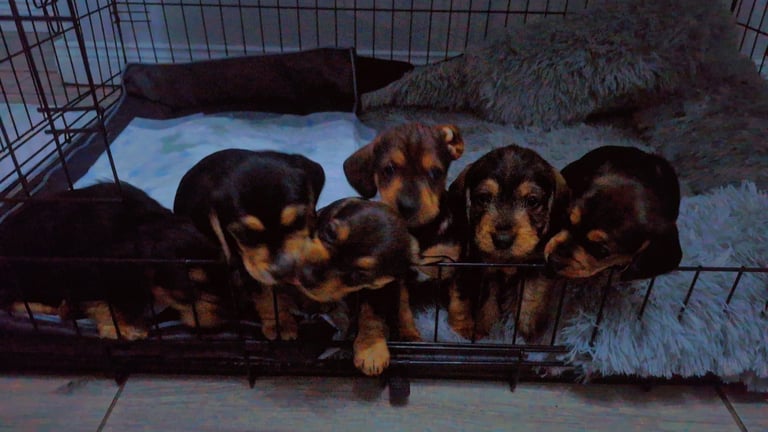 Doxle cross puppies 