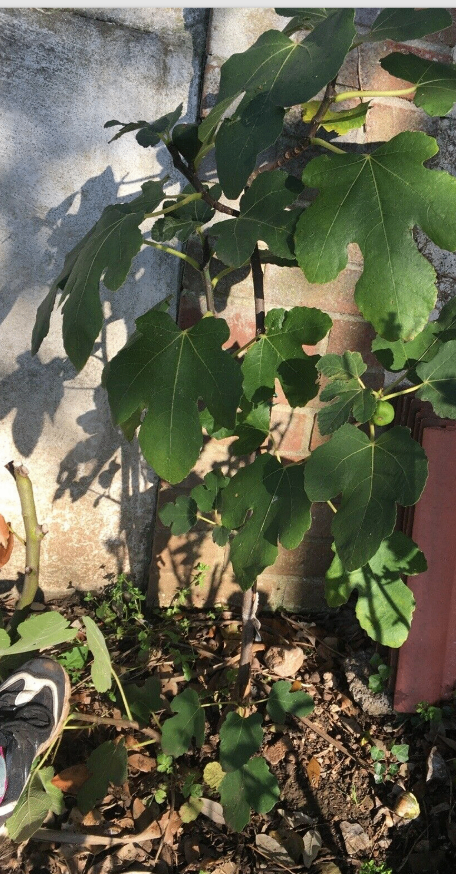 Young Fig Tree Brown Turkey Hardy Harwest Twice a Year Size aprox 1 meter