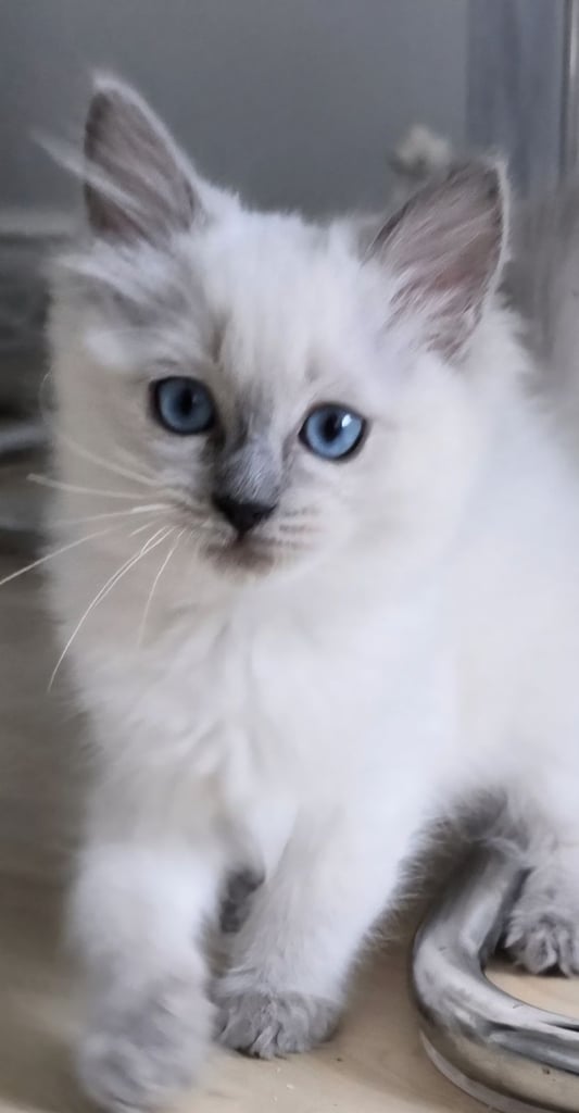 FOREVER HOME NEEDED 😍 Blue Point Ragdoll 