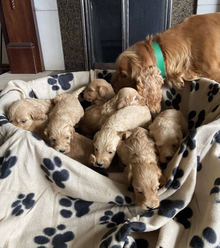 Cockapoo puppies 