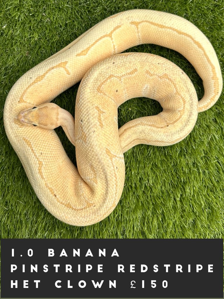 Royal Pythons for Sale From £50