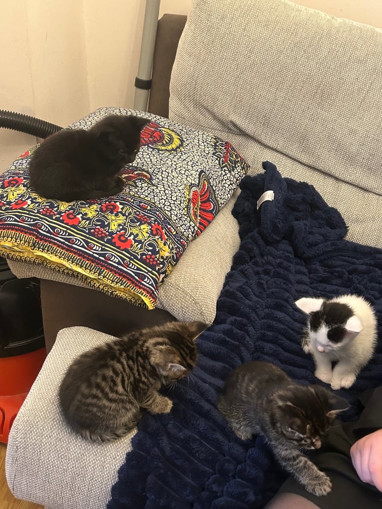 Kittens looking for a forever home