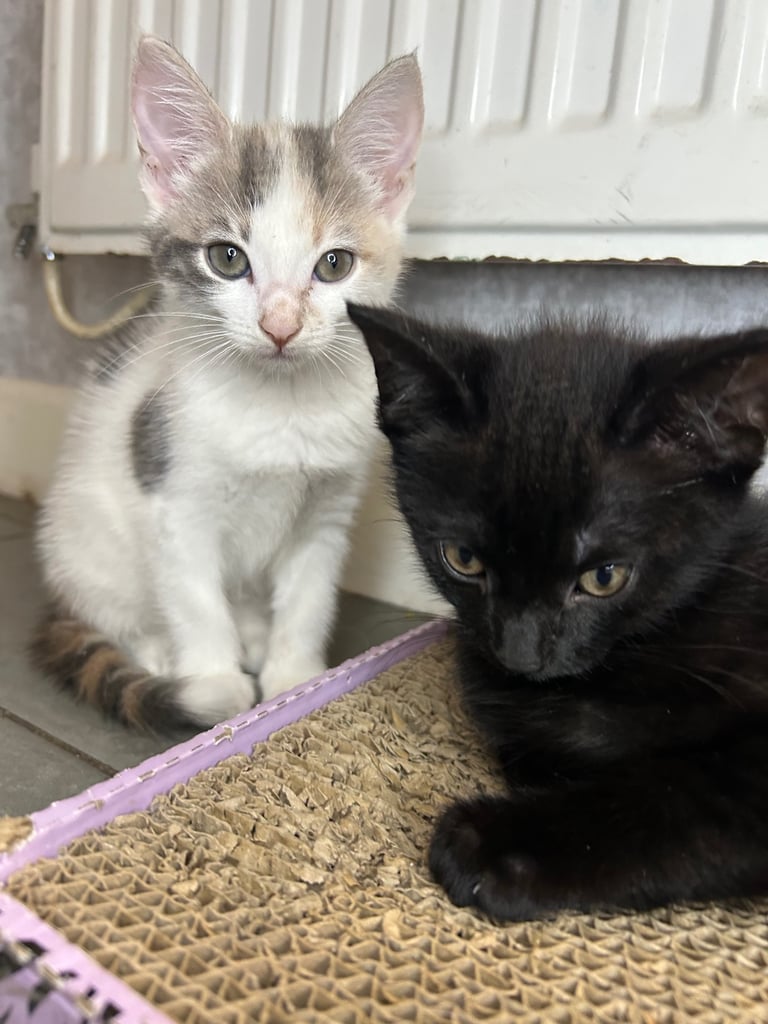 Three kittens for sale all girls: mixed coats 