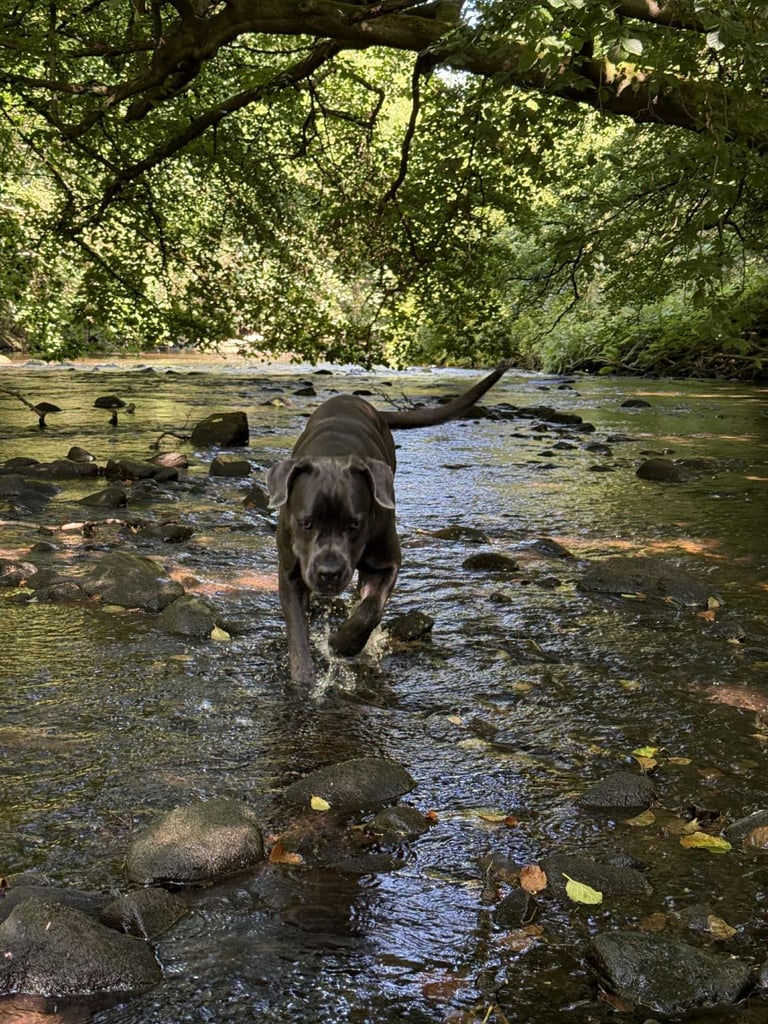 Healthy 1-Year-Old Female Cane Corso- Looking for a loving Home