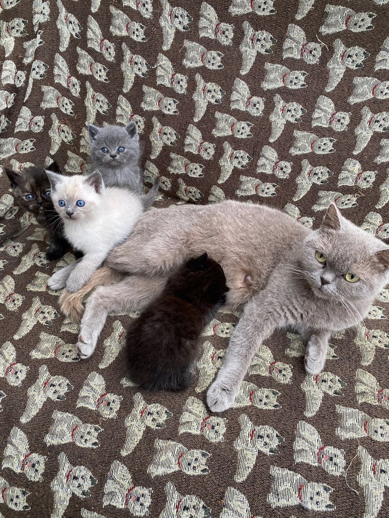 British Shorthair Kittens 