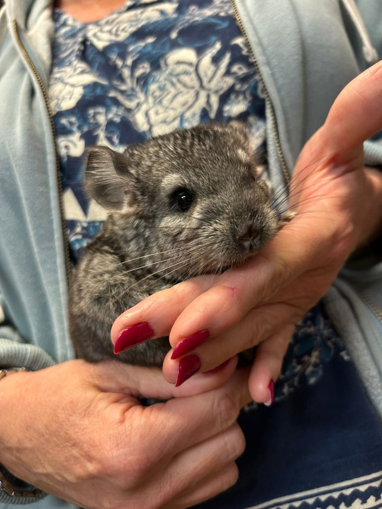 Male baby Chinchilla for sale ,ready to collect late December. 