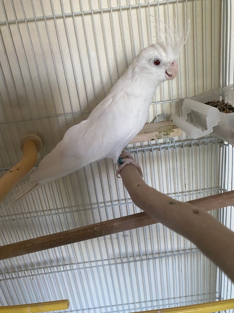 Cockatiel 