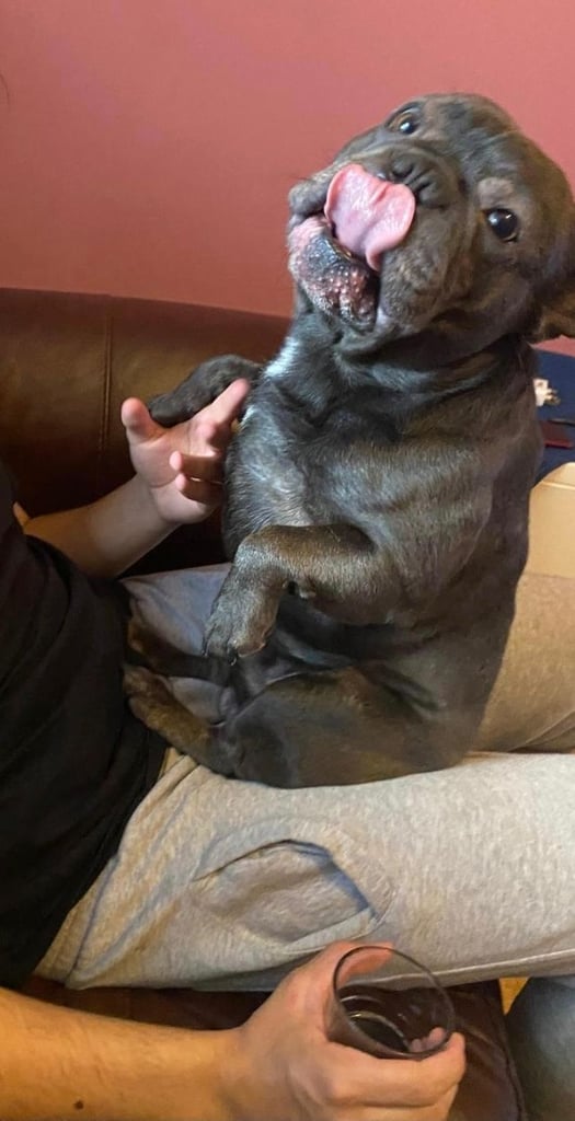 Male french bulldog