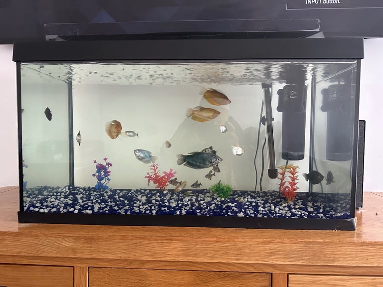 FISH TANK WITH ALL FISHES AND EQUIPMENT 