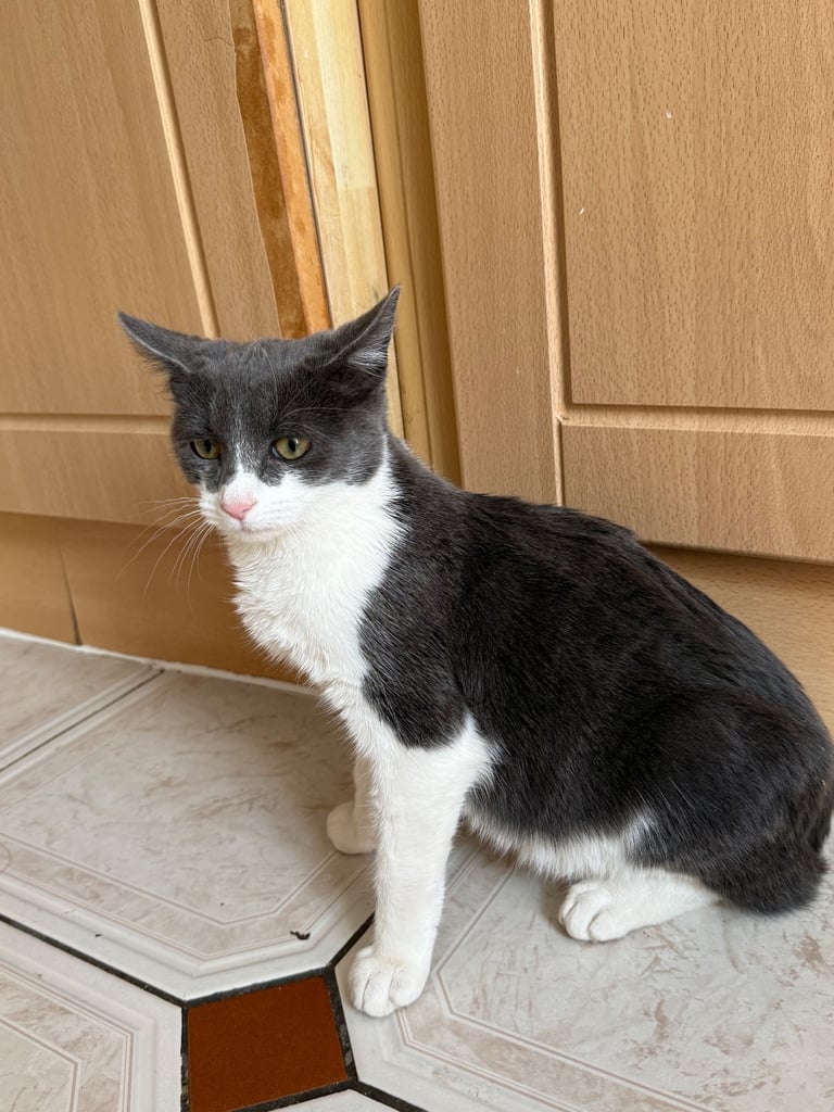 Grey & White Cat – Calm, Gentle & Ready for a Loving Home! 