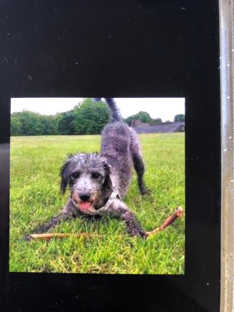 BEDDIPOO pups bedlington X toy poodle  