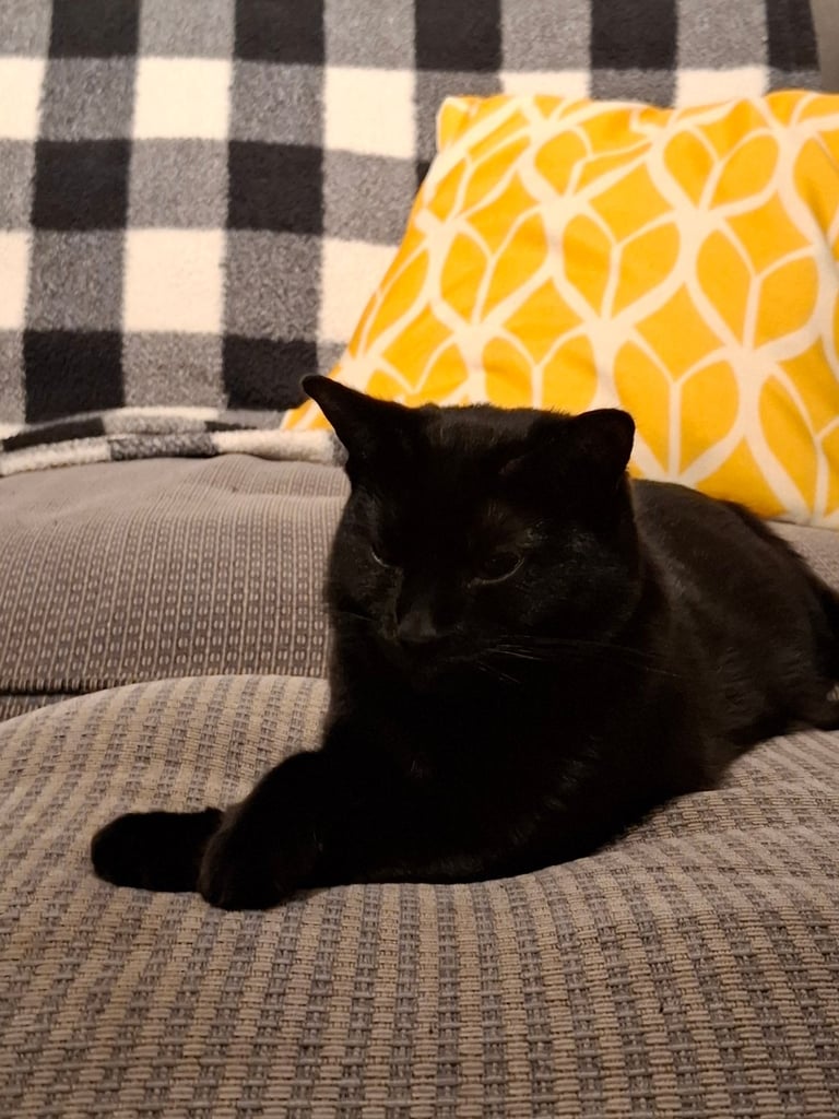 Looking to rehome