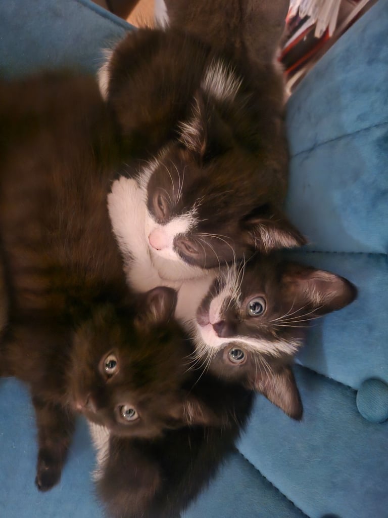 Beautiful British Short haired mixed breed kittens 