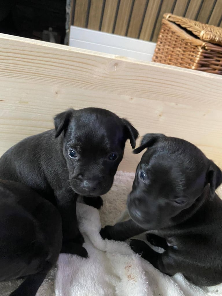 Patterdale terriers