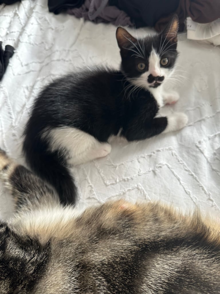 Adorable Kitten 