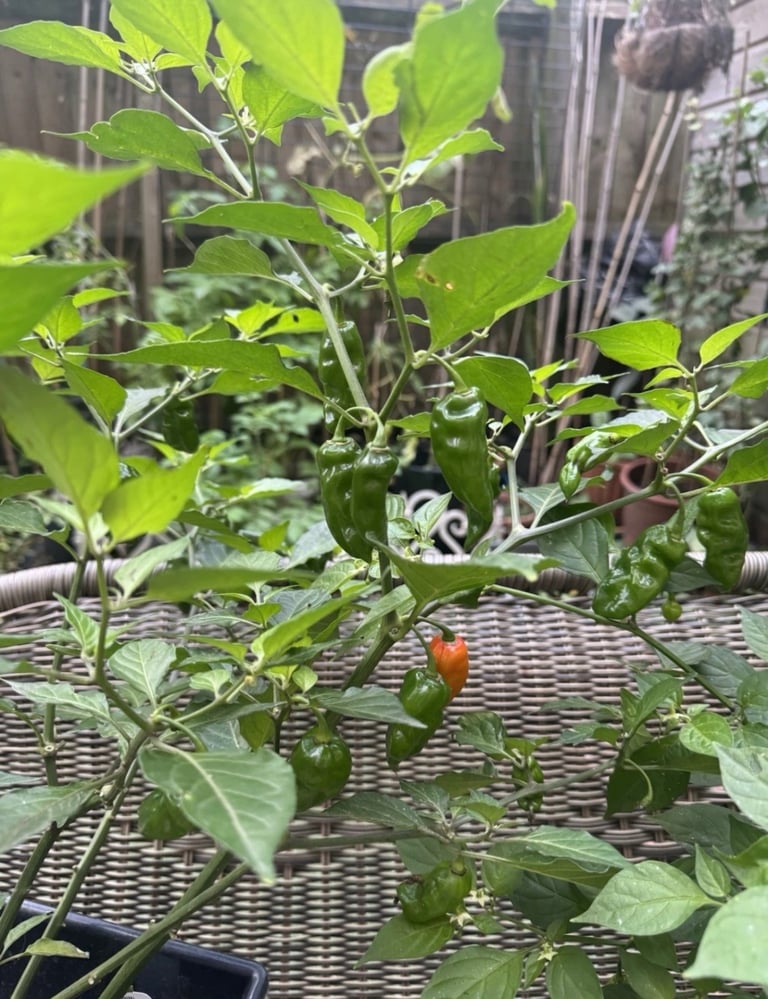 Naga chilli plant 