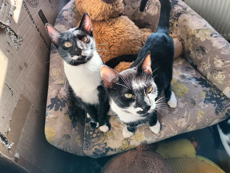 image for Black & White Bengal Mix Kittens 