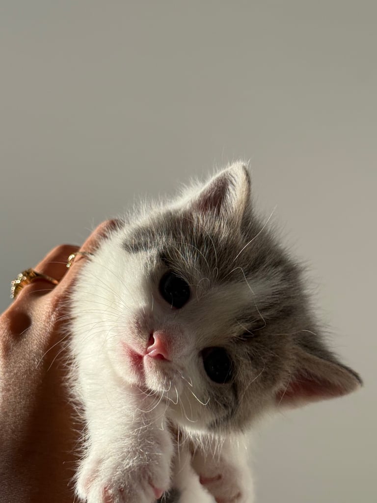Only 2 left! Cuddly little kittens looking for rehoming 
