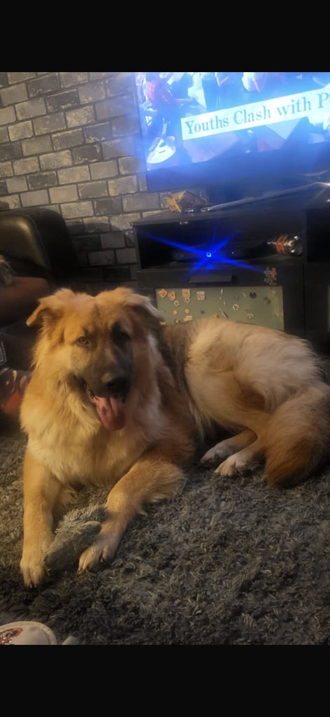 German shepherd for rehoming 
