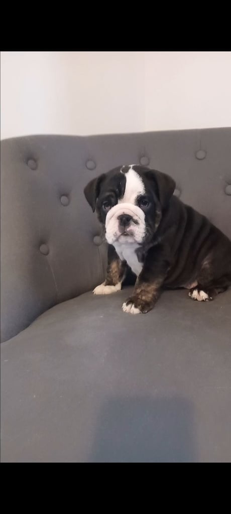 English bulldog puppies