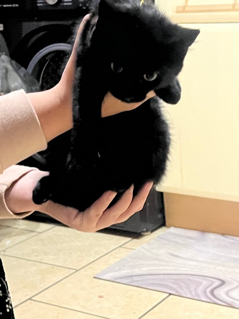 Kittens looking for their new home