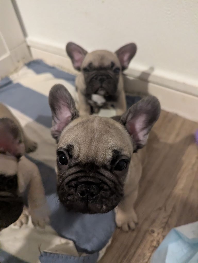 French Bulldog Dogs Puppies for Sale Gumtree