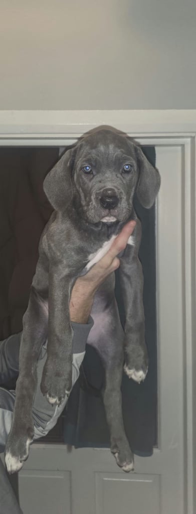 Blue formentino cane corso girl ready to leave 