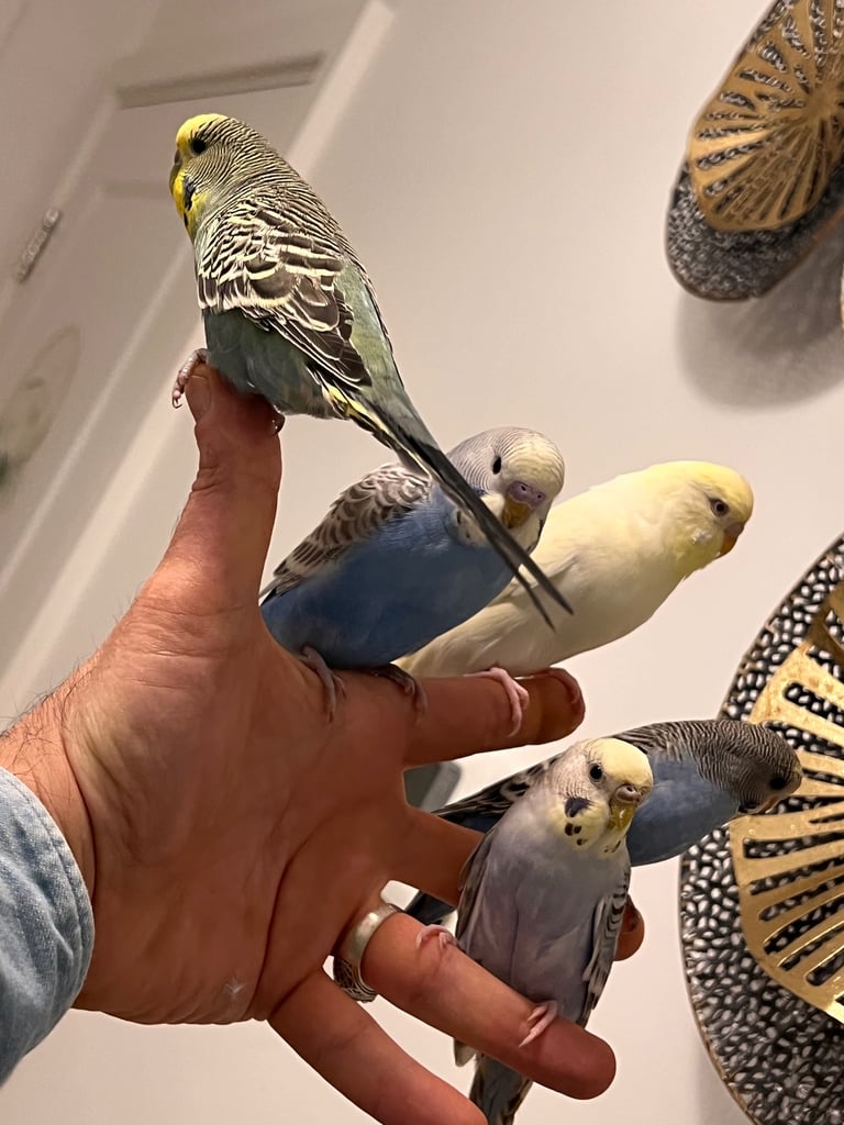 Budgies and cocktail for sale
