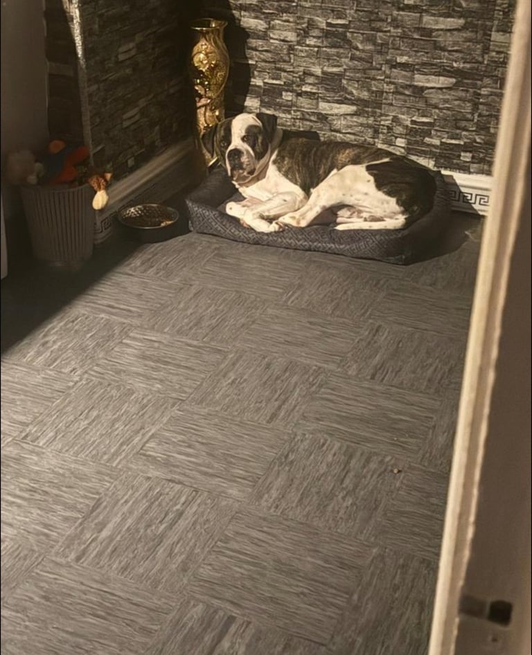American bulldog 