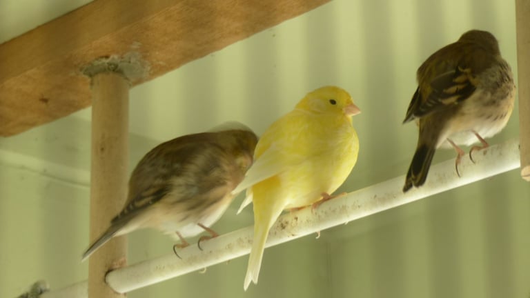 Canaries  for sale