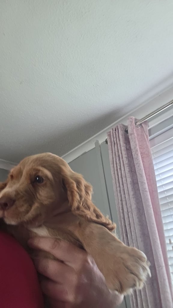 Cocker spaniel puppies 