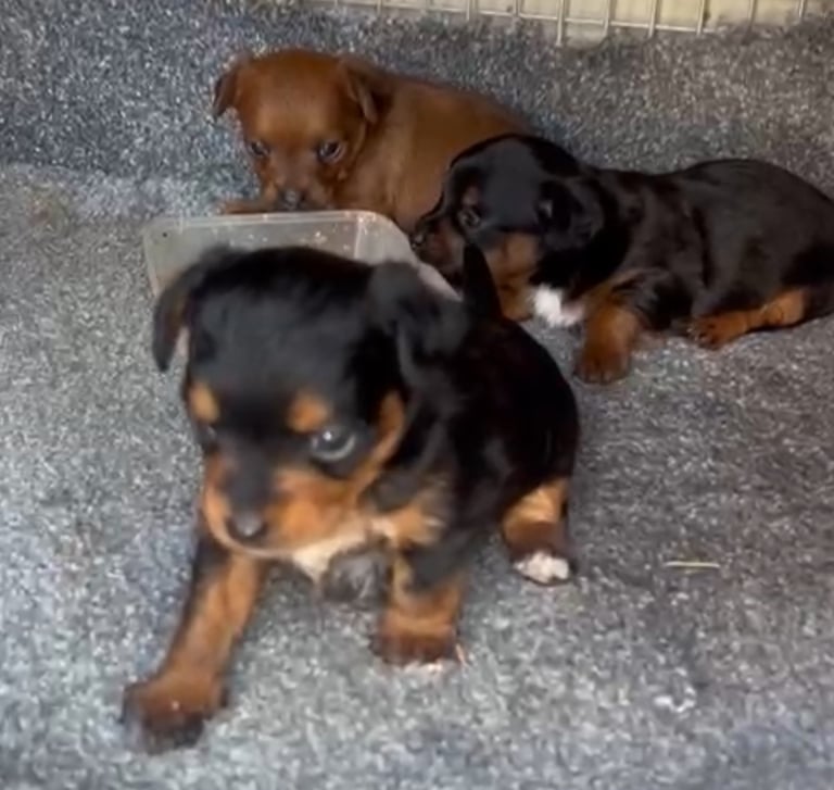 Miniature Asian toy Jackapoo puppys