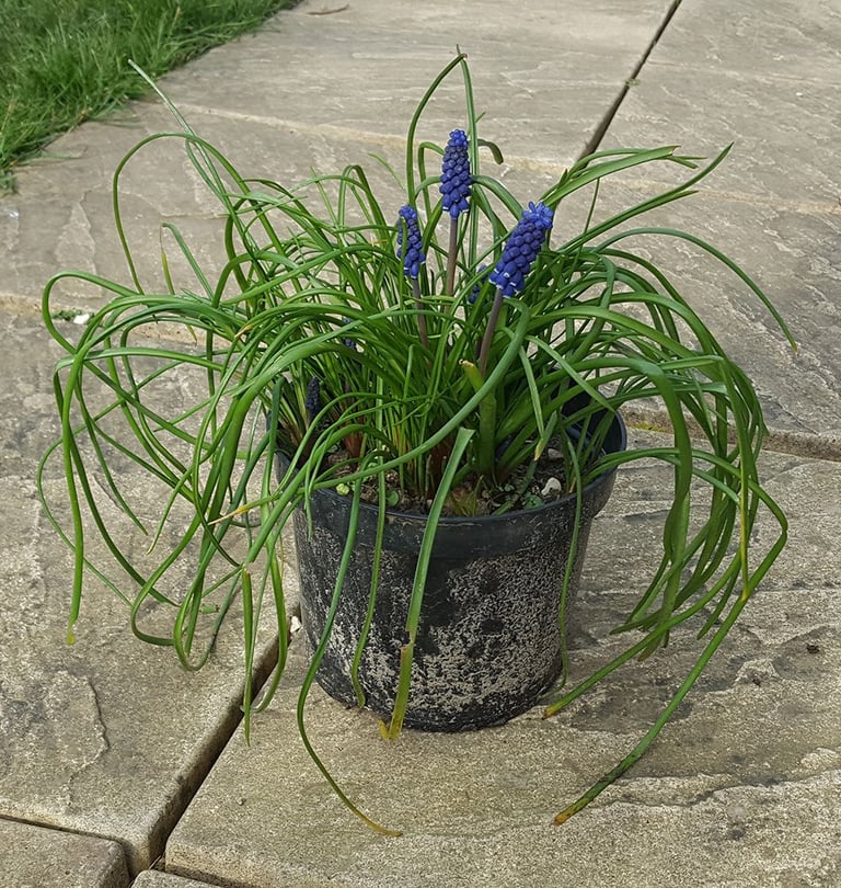 Large Flowering Muscari / Grape Hyacinth Pot