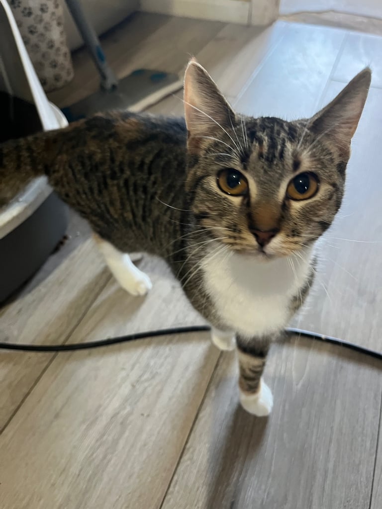 2 female cats. 1 year old 