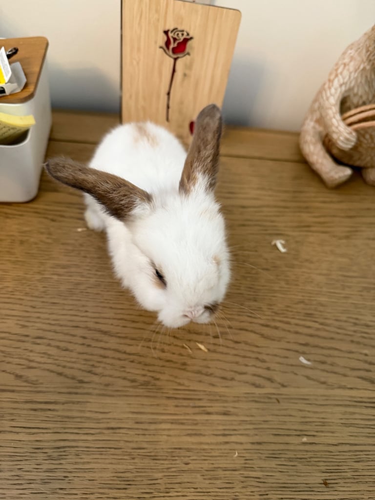 Mini lop rabbits