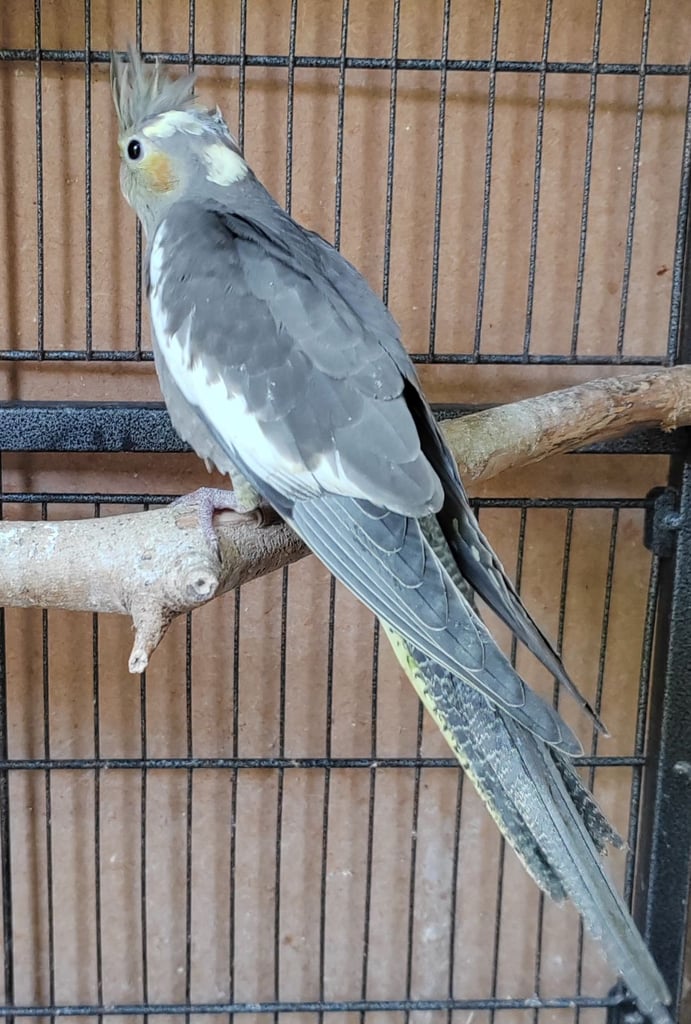 image for Aviary bred young Cockatiels