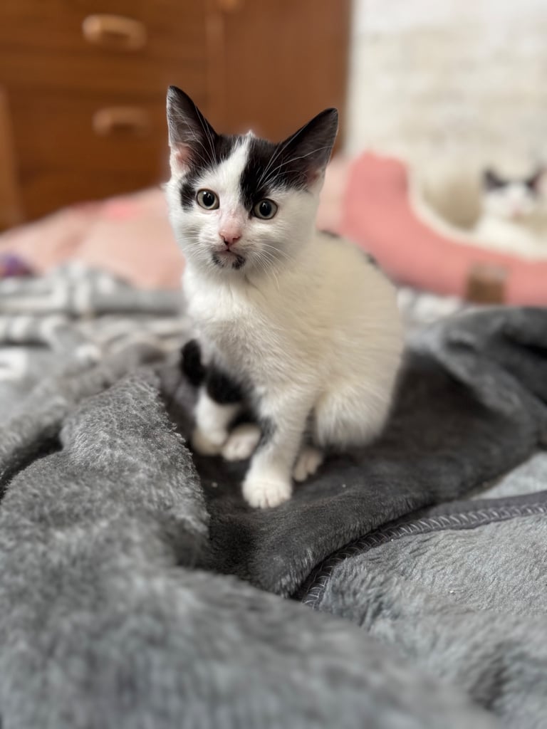 Two adorable 8-week-old European shorthair kittens – playful male duo! 🐱